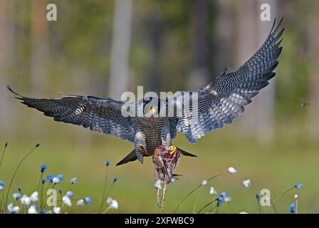 Falco Peregrine (Falco peregrinus) in volo con Woodcock (Scolopax rusticola) preda Vaala, Finlandia, giugno. Foto Stock