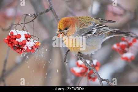 Pino grosbeak (Pinicola enucleator) giovane maschio, che si nutre di bacche di Rowan, Oulu, Finlandia, dicembre. Foto Stock