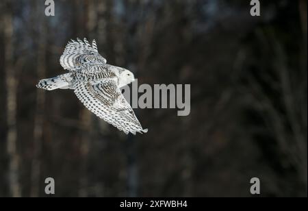 Gufo innevato (Nyctea scandiaca) femmina in volo, Rovaniemi, Finlandia, marzo. Foto Stock