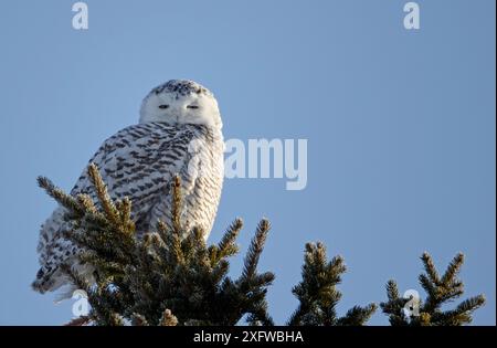 Gufo innevato (Nyctea scandiaca) femmina arroccato, Rovaniemi, Finlandia, marzo. Foto Stock