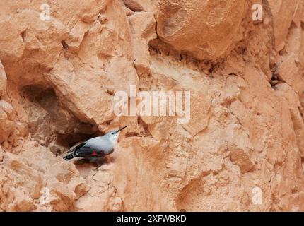 Wallcreeper (Tichodroma muraria) on Rocks, Spagna, novembre. Foto Stock