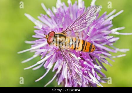 Marmellata Hoverfly (Episyrphus balteatus) che si nutre del cardo strisciante Sutcliffe Park Nature Reserve, Londra, Inghilterra, Regno Unito. Settembre. Foto Stock