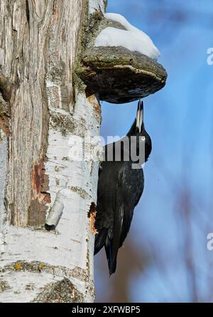 Picchio nero (Dryocopus martius) sul tronco di betulla con foro praticato, che si nutre sulla lingua del fungo a staffa (Piptoperus betulinus) visibile, Helsinki, Finlandia, febbraio. Foto Stock