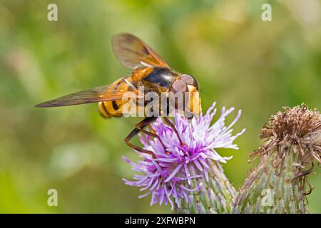 Hoverfly (Volucella inanis) maschio che si nutre del cardo strisciante Sutcliffe Park Nature Reserve, Eltham, Londra, Inghilterra, Regno Unito, luglio. Foto Stock