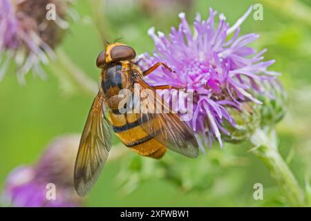 Hoverfly (Volucella inanis) femmina, vespa-mimica che si nutre di cardo strisciante, Sutcliffe Park Nature Reserve, Eltham, Londra, Inghilterra, Regno Unito, luglio. Foto Stock