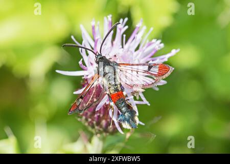 Sgombero con punta rossa (Synanthedon formicaeformis) che si nutre di cardo strisciante, Sutcliffe Park, Eltham, Londra, Inghilterra, REGNO UNITO. Settembre. Foto Stock