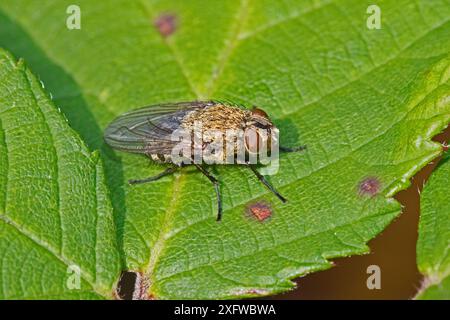 Cluster Fly (Pollenia rudis) Brockley Cemetery, Lewisham, Londra, Inghilterra, Regno Unito, settembre. Foto Stock