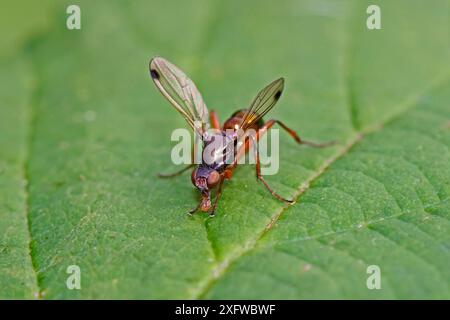 Mosca nera (Sepsis punctum) che si nutre di piccole particelle di cibo dalla foglia di bramble, cimitero di Brockley, Lewisham, Londra, Inghilterra, REGNO UNITO. Ottobre. Foto Stock