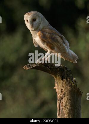 Baracca (Tyto alba) arroccata su un albero morto alla luce della sera, Bedfordshire, Inghilterra, Regno Unito, luglio Foto Stock