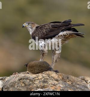 Aquila di Bonella (Aquila fasciata) con preda di coniglio, Valencia, Spagna, febbraio Foto Stock