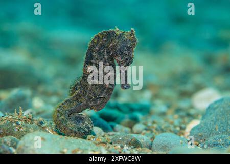 La femmina di cavalluccio marino giallo (Hippocampus kuda) si muove attraverso un fondo marino ciottoloso in acque poco profonde. Ambon Bay, Ambon, Arcipelago di Maluku, Indonesia. Banda Sea, Oceano Pacifico occidentale tropicale. Foto Stock