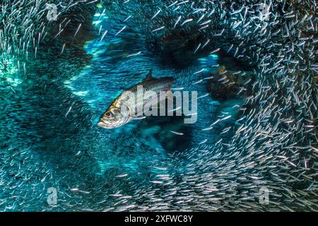 Lunga esposizione di Tarpon (Megalops atlanticus) che caccia Silversides (Atherinidae) all'interno di una caverna corallina. George Town, Grand Cayman, Isole Cayman, Indie occidentali britanniche. Mar dei Caraibi. Foto Stock