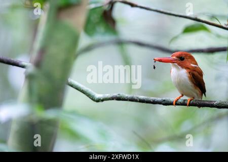 pesci pigmei del Madagascar (Corythornis madagascariensis) che si nutrono, con becco ricoperto di terra, Parco Nazionale di Masoala, Baia di Angotil, Madagascar nord-orientale. Foto Stock