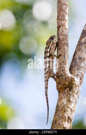 Camaleonte Panther (Furcifer pardalis) arrampicata su un albero. Baia di Antongil, Parco Nazionale della Penisola di Masoala, Madagascar nord-orientale. Foto Stock