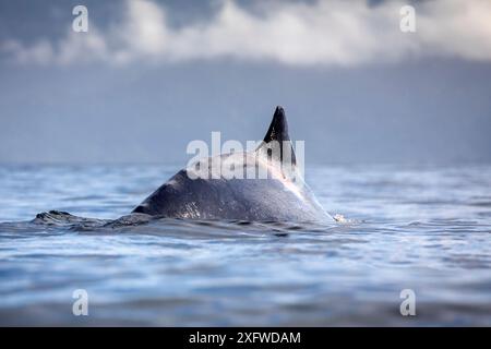 Megattere (Megaptera novaeangliae) con la schiena segnata probabilmente dopo una collisione con una barca. Parco nazionale di Masoala, baia di Angotil, Madagascar nord-orientale. Agosto Foto Stock