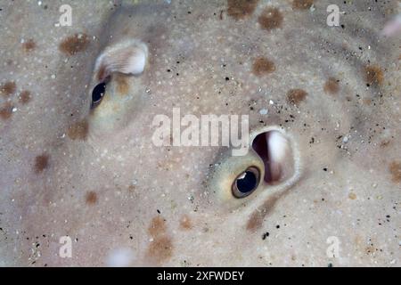 Ravvicinato tondo spinoso (Urotrygon chilensis), El Violin, Parco nazionale delle baie di Huatulco, Messico meridionale, novembre Foto Stock