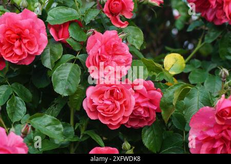 Bellissimi fiori rossi di una rosa arbustiva Foto Stock