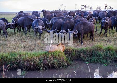 Leone africano (Panthera leo) maschio di fronte alla carica del mandria di bufali del Capo (Syncerus caffer caffer), Masai Mara National Reserve, Kenya. Sequenza 6 di 13. Il leone, insieme a una leonessa, aveva ucciso un bufalo. La femmina era fuggita, tuttavia il maschio era bloccato tra una palude e la mandria. Foto Stock