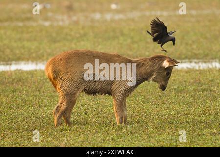 Il cervo sambar (Rusa unicolor) ha fatto la sua comparsa nella palude con il corvo della casa (Corvus splendens) che cerca di atterrare in testa, nel Parco Nazionale di Keoladeo, utter Pradesh, India Foto Stock