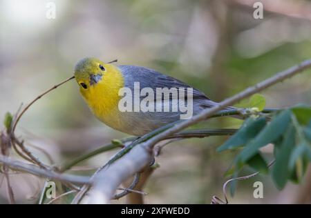 Parula ibrida, parula a testa gialla (Teretistris fernandinae) attraversata con la parula Oriente (Teretistris fornsi) Cuba. Foto Stock