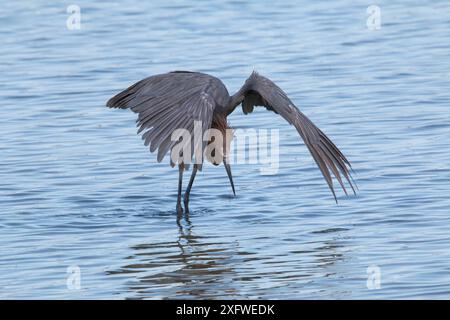 Caccia all'egret rossastro (Egretta rufescens), usando le ali per creare ombra, Cuba Foto Stock