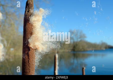 Semi essendo soffiato dalla seedheads di maggiore Bullrush / Reedmace (Typha latifolia) da una brezza in inverno, Cotswold Water Park, Wiltshire, Regno Unito, gennaio. Foto Stock