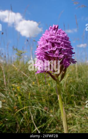 Orchidea piramidale (Anacamptis pyramidalis) che fiorisce in un prato erboso di gesso, Wiltshire, Regno Unito, luglio. Foto Stock