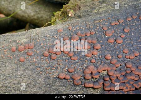 Faggio legno / Red cushion Hypoxylon (Hypoxylon fragiforme) corpi fruttiferi su un faggio (Fagus sylvatica) log produce spore nere, GWT Lower Woods Reserve, Gloucestershire, Regno Unito, ottobre. Foto Stock