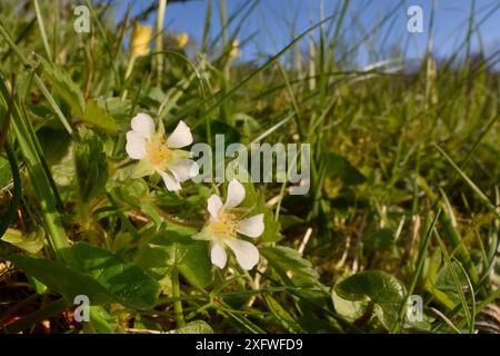 Fiori di fragola/cinquefoglio di fragola (Potentilla sterilis), Mendip Hills, Somerset, Regno Unito, aprile. Foto Stock