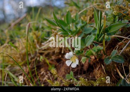 Fioritura di fragole/cinquefoglio di fragole (Potentilla sterilis), Mendip Hills, Somerset, Regno Unito, aprile. Foto Stock