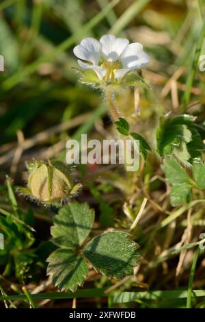 Fiore di fragola/cinquefoglio di fragola (Potentilla sterilis), Mendip Hills, Somerset, Regno Unito, aprile. Foto Stock