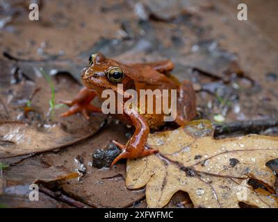 Rana comune (Rana temporaria parvipalmata), foresta di querce di Ucieda, parco naturale Saja-Besaya, Cantabria, Spagna. Foto Stock