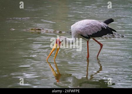 La cicogna dal becco giallo (Mycteria ibis) pesca nel fiume Msicadzi, nel Parco Nazionale di Gorongosa, in Mozambico, mentre un coccodrillo del Nilo (Crocodylus niloticus) nuota nel passato. Durante la stagione secca molte fonti d'acqua seccano i pesci intrappolati in aree più piccole. Molti uccelli e coccodrilli si riuniscono per nutrirsi di questa abbondante fonte di cibo. Foto Stock