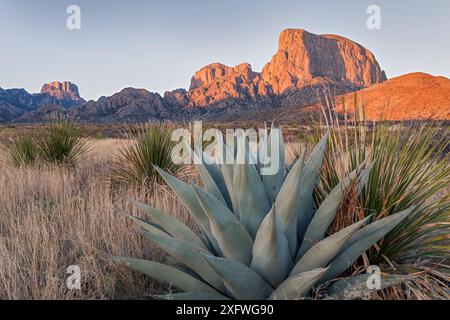 Agave (Agave havardiana) e Sotol (Dasylirion texanum) crescono nel deserto del Chihuahuan, nelle montagne Chisos, nel Big Bend National Park, Texas, USA, marzo. Foto Stock