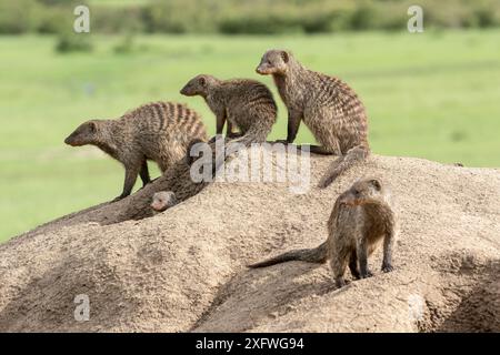 Mangusta a banda (Mungos mungo), gruppo sul tumulo delle termiti, riserva di caccia Masai-Mara, Kenya Foto Stock