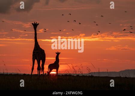 Masai giraffe (Giraffa camelopardalis tippelskirchi), femmina e vitello al tramonto, con Abdim di cicogne in volo, Masai-Mara Game Reserve, Kenya Foto Stock