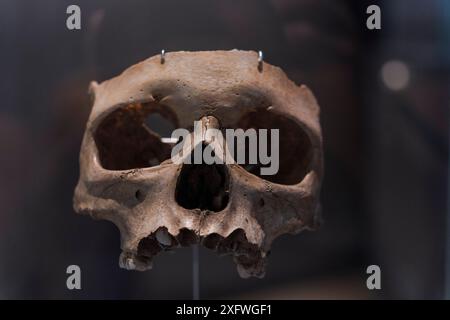 Splanchnocranium infantile, homo sapiens, Magdalena inferiore, El Pendo, Escobedo, Camargo, Museo di preistoria e archeologia (MUPAC), Santander, Cantabria, Spagna. Foto Stock