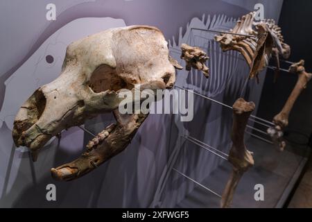 Orso grotta (Ursus spelaeus), Pleistocene superiore, Museo di preistoria e archeologia (MUPAC), Santander, Cantabria, Spagna. Foto Stock