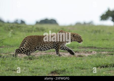 Leopardo (Panthera pardus) preda di stalking femminile, riserva di caccia Masai-Mara, Kenya, Foto Stock