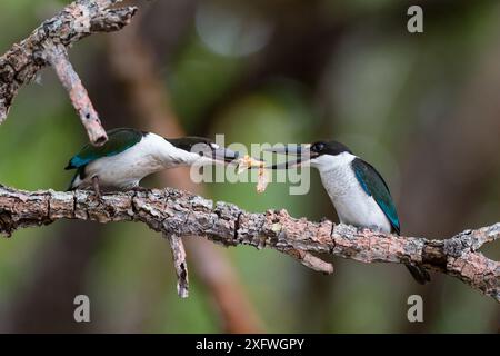 kingfisher con colletto (Todiramphus chloris sordidus) che si nutre di giovani, Iron Range National Park, Penisola di Capo York, Queensland, Australia Foto Stock