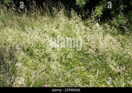 Galium album la cannuccia bianca con altre piante nella parte selvaggia del giardino Foto Stock