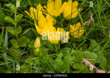 Impianto Lysimachia Nummularia in giardino Foto Stock