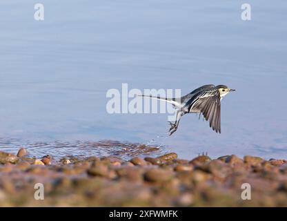 Pied wagtail (Motacilla alba yarellii) decollo, East Devon, Inghilterra, Regno Unito, febbraio. Foto Stock