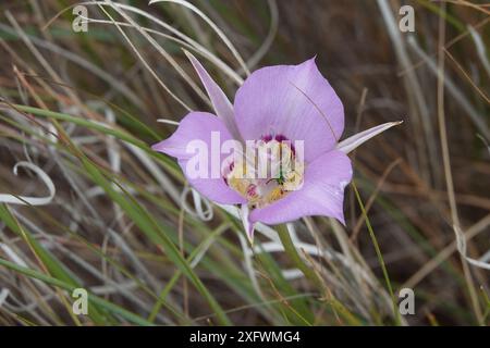 Green Sweat Bee on Sagebrush Mariposa Lily Flower Foto Stock