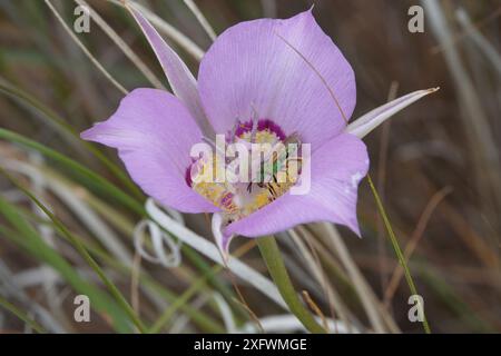 Sagebrush Mariposa Lily con Green Sweat Bee Foto Stock