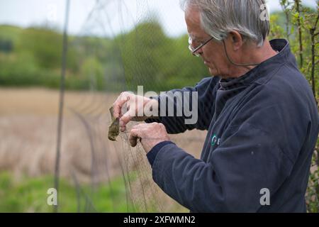 Suoneria di uccelli che rimuove Dunnock (Prunella modularis) dalle reti nebulizzate nei letti di canne dell'estuario Otter, Devon, Inghilterra, Regno Unito. Maggio. Foto Stock