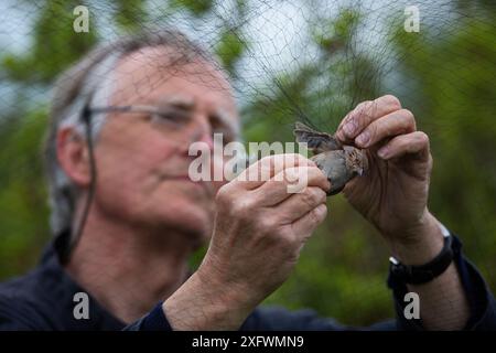 Suoneria di uccelli che rimuove Dunnock (Prunella modularis) dalle reti nebulizzate nei letti di canne dell'estuario Otter, Devon, Inghilterra, Regno Unito. Maggio. Foto Stock