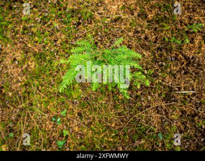 Piantine di Hemlock occidentale (Tsuga heterophylla) rigenerazione naturale che si verifica all'interno di un bosco pluriinvecchiato. Devon Regno Unito Foto Stock