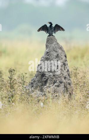 Cormorano di Reed (Microcarbo africanus) arroccato sul tumulo di termiti, Khwai, Botswana. Foto Stock