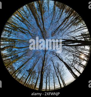 Boodland Canopy, Cranborne Chase, Ashmore, Dorset, Inghilterra, REGNO UNITO. Marzo 2016. Foto Stock